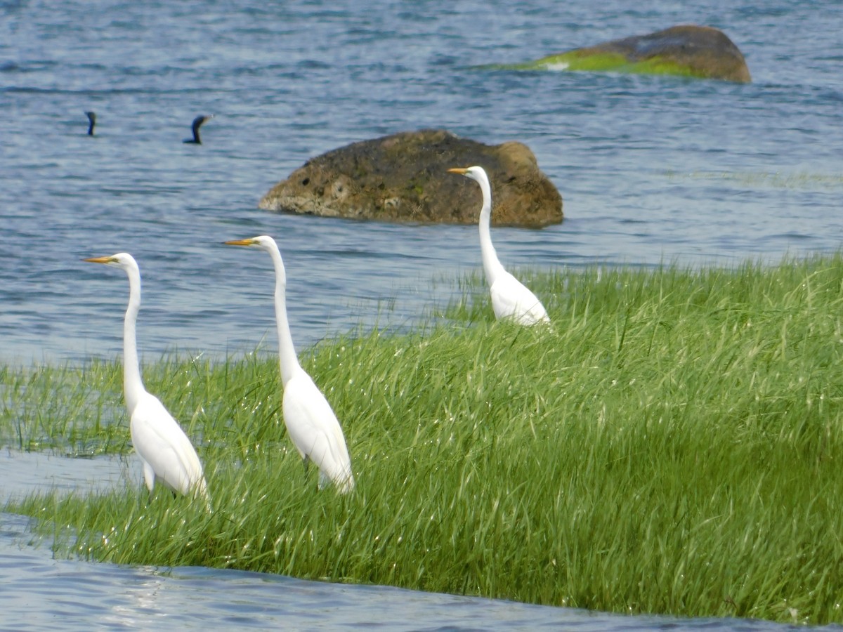 Great Egret - Luis Mendes