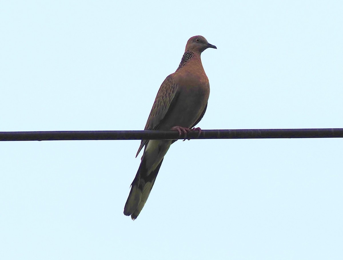 Spotted Dove - 芳色 林