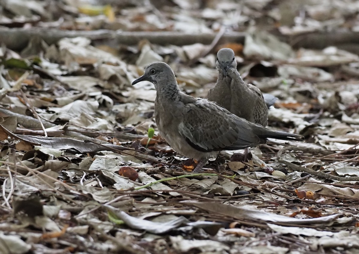 Spotted Dove - 芳色 林