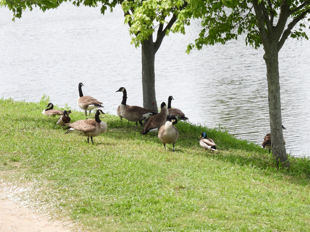 Canada Goose - Bruce Moorman