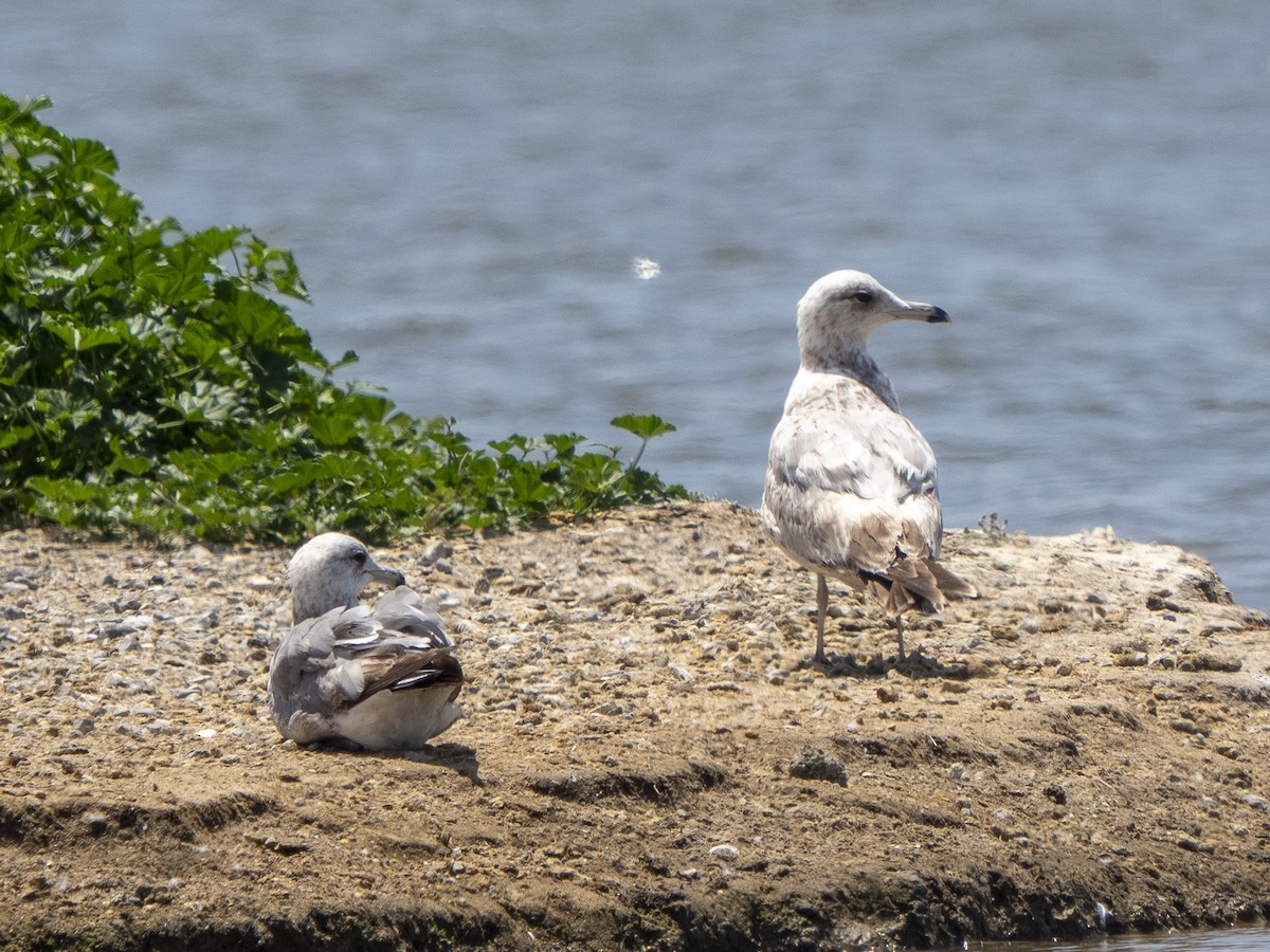 Gaviota Californiana - ML619651971