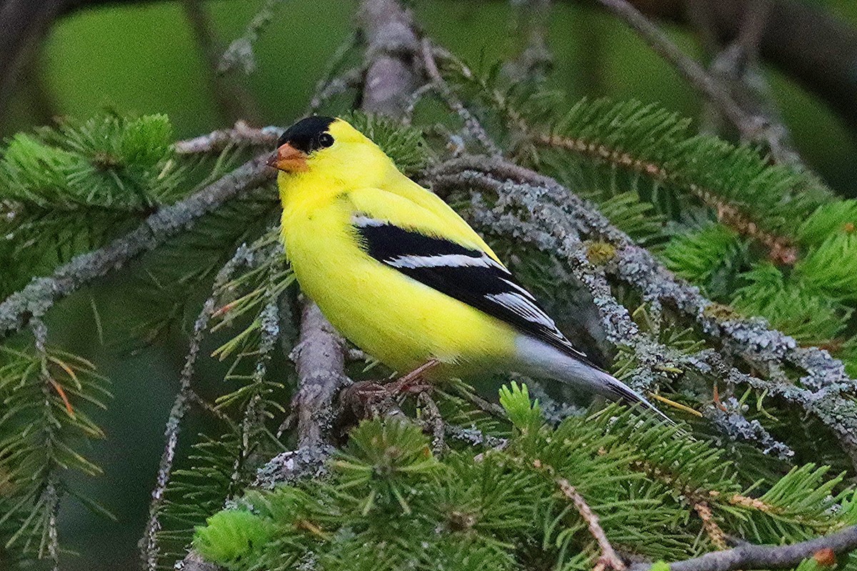 American Goldfinch - ML619651973