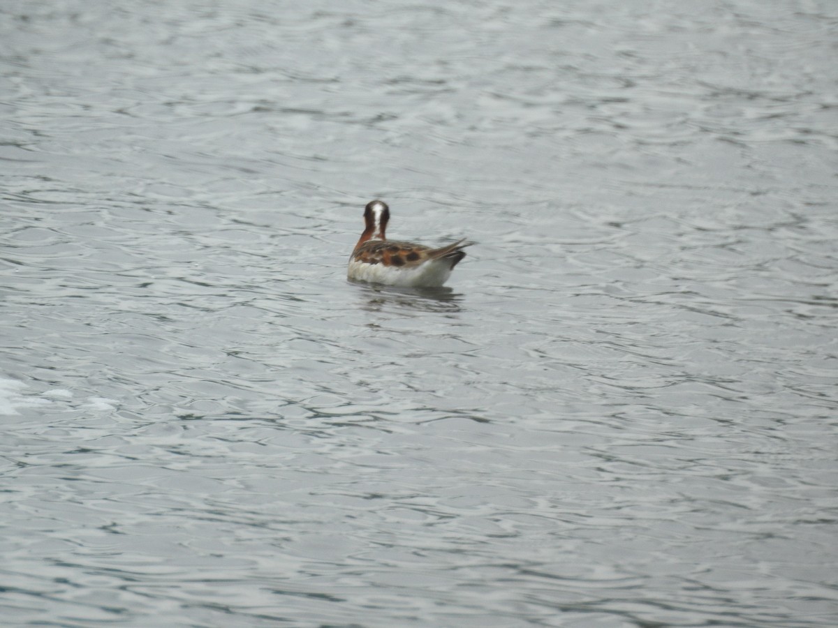 Wilson's Phalarope - ML619651990