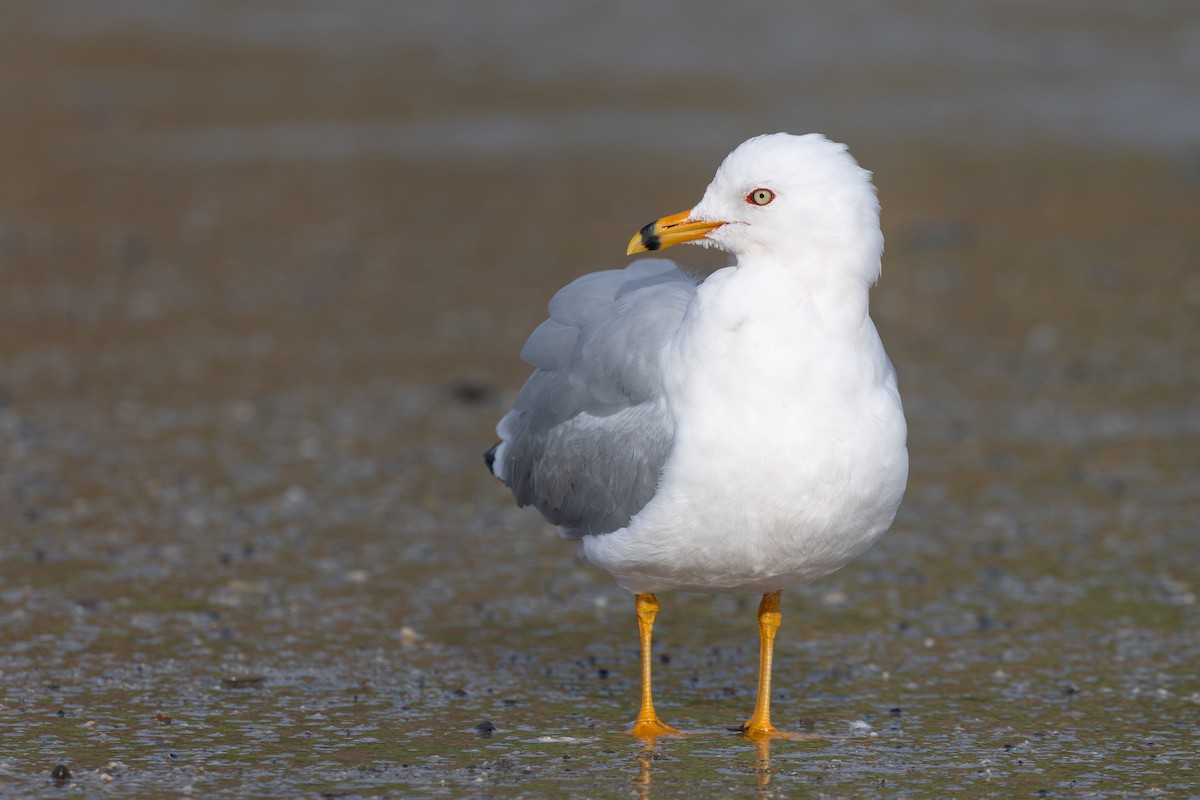 Ring-billed Gull - Alex Rinkert