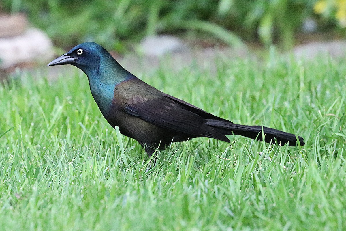 Common Grackle - ML619651997