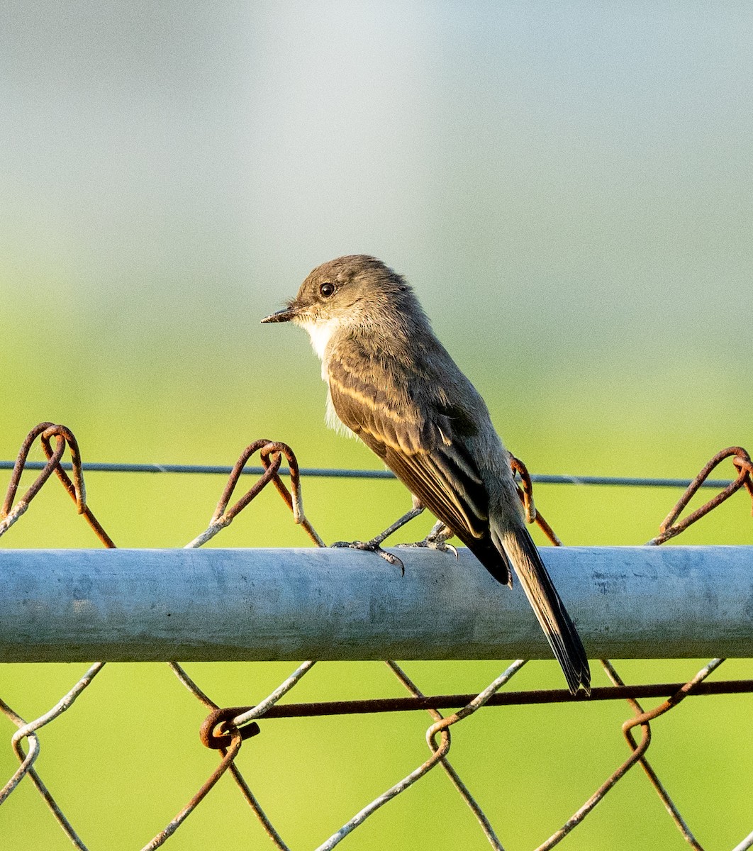 Eastern Phoebe - Scott Murphy