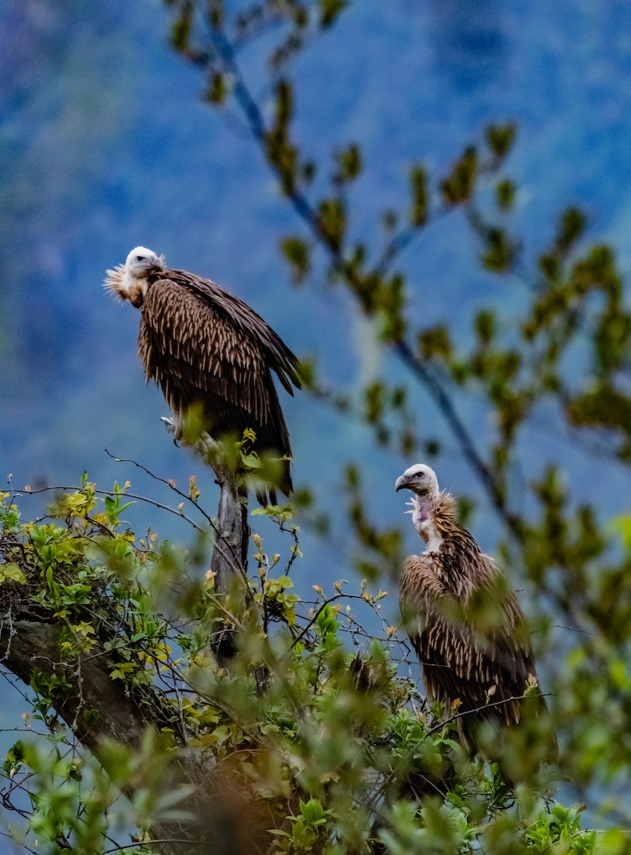 Himalayan Griffon - Arun Raghuraman