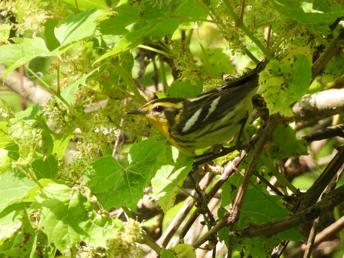 Blackburnian Warbler - Daniel Lee