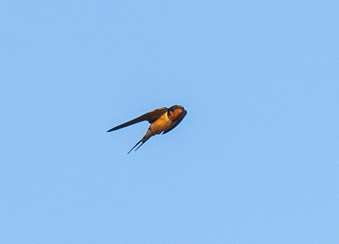 Barn Swallow - Scott Murphy