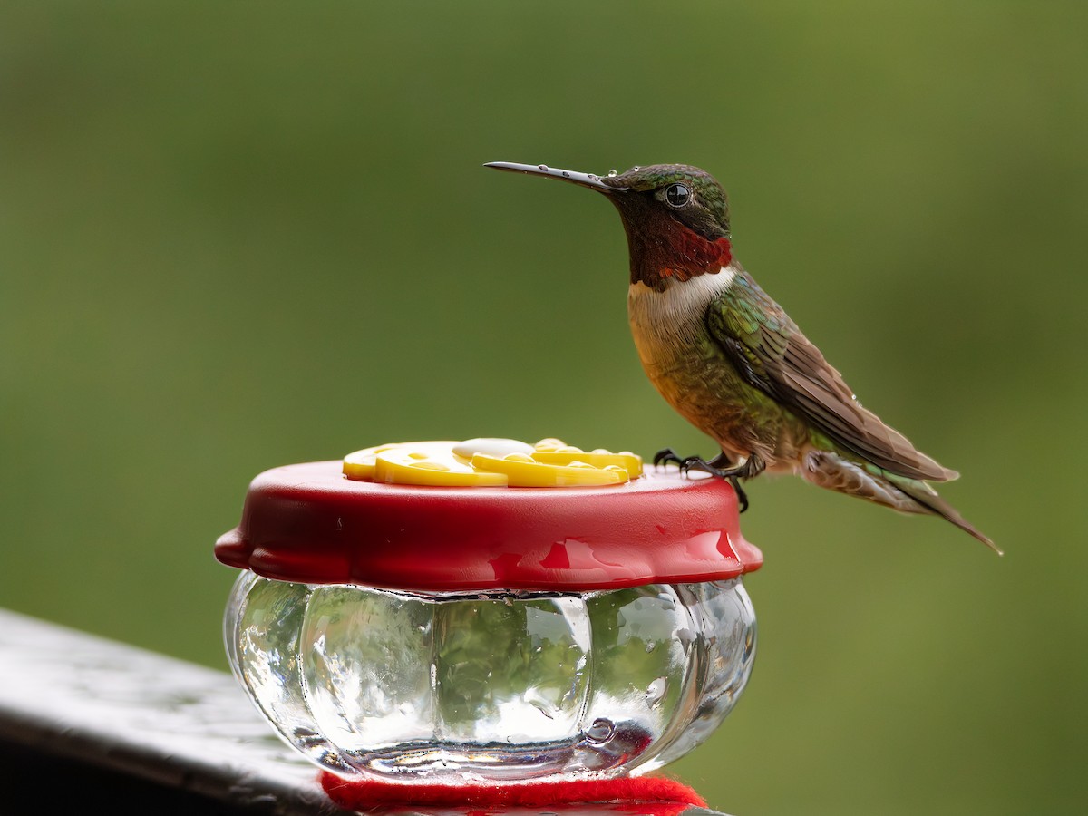 Ruby-throated Hummingbird - ML619652007