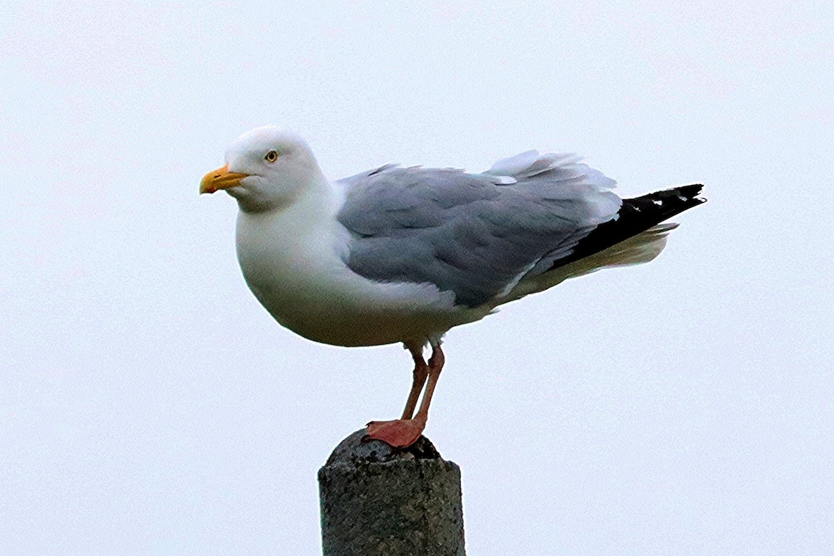 Herring Gull - Ron and Linda (Tozer) Johnston