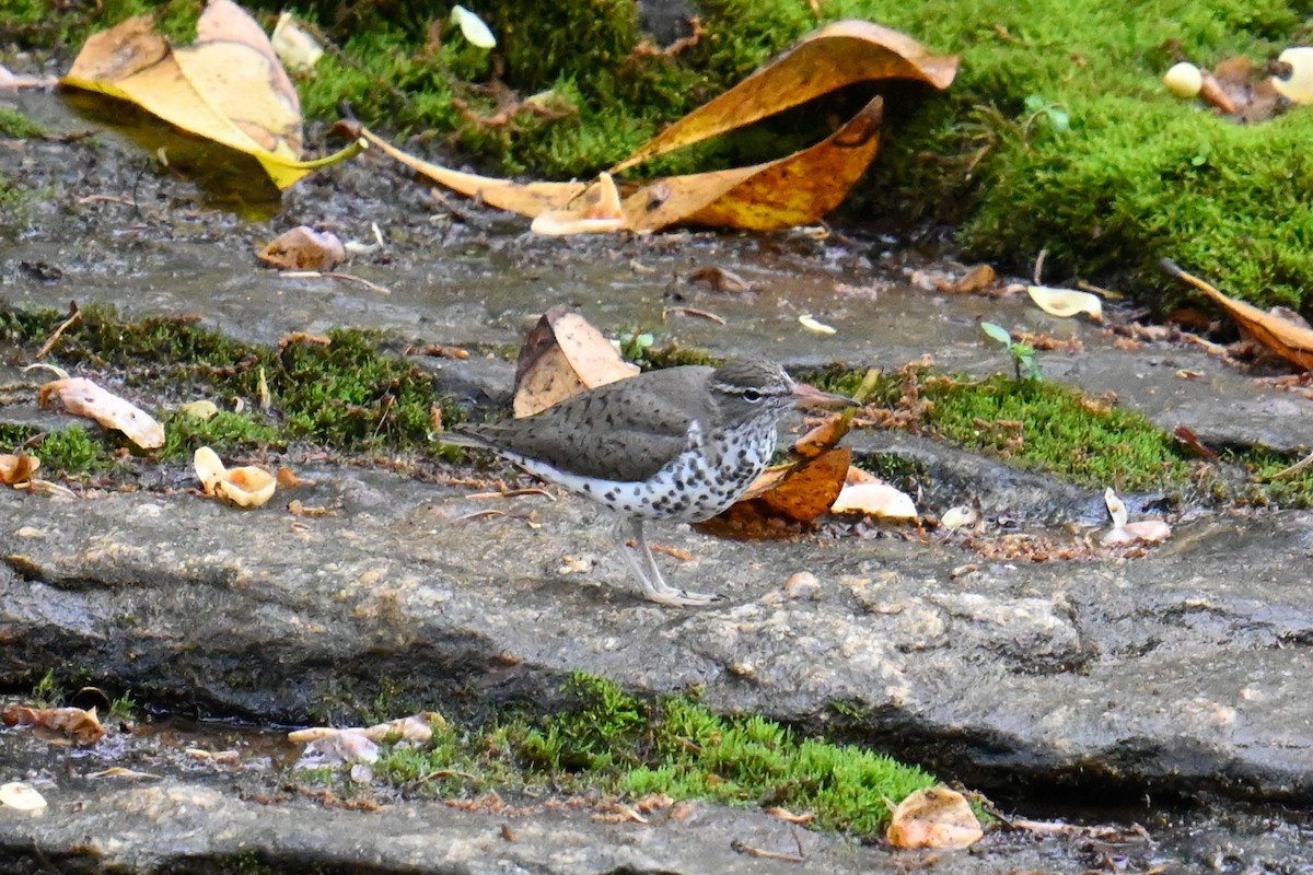 Spotted Sandpiper - ML619652009