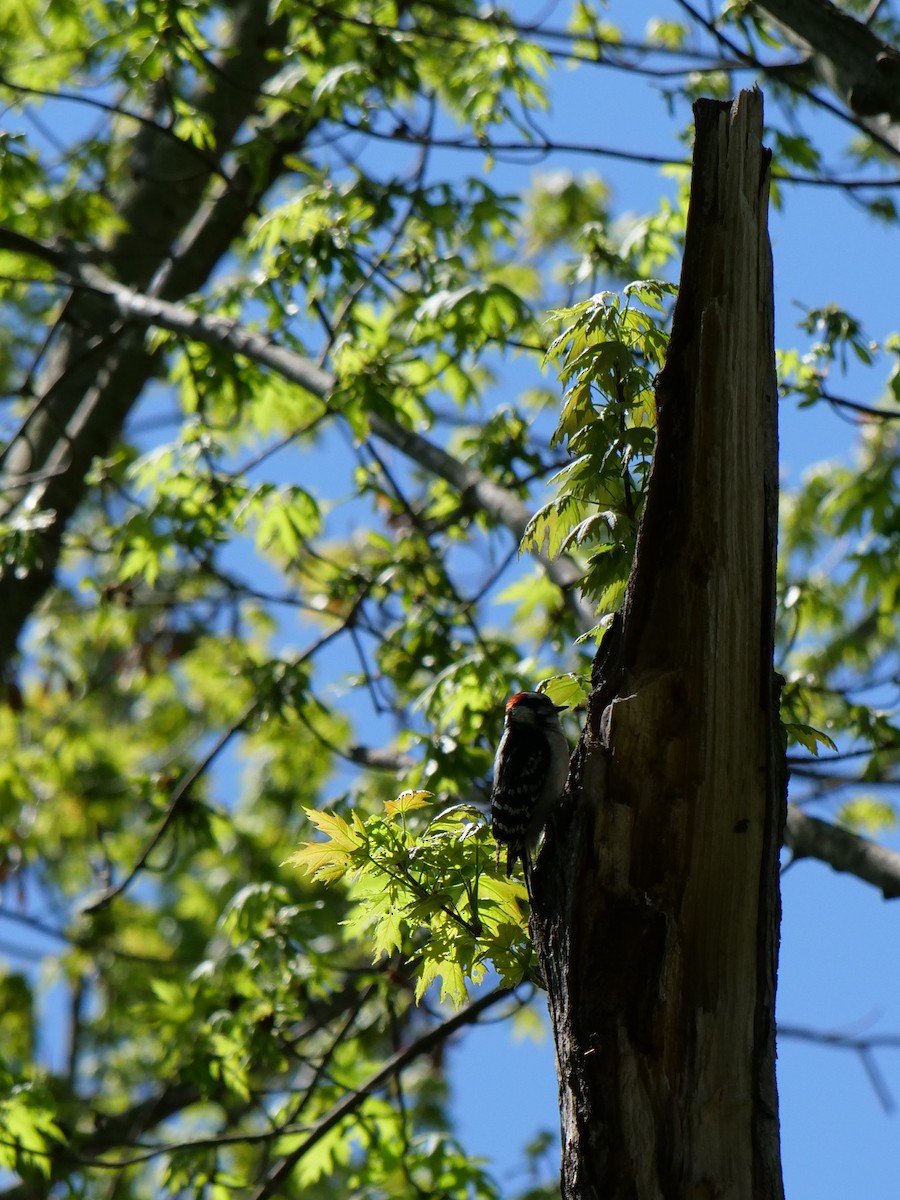 Downy Woodpecker - ML619652019