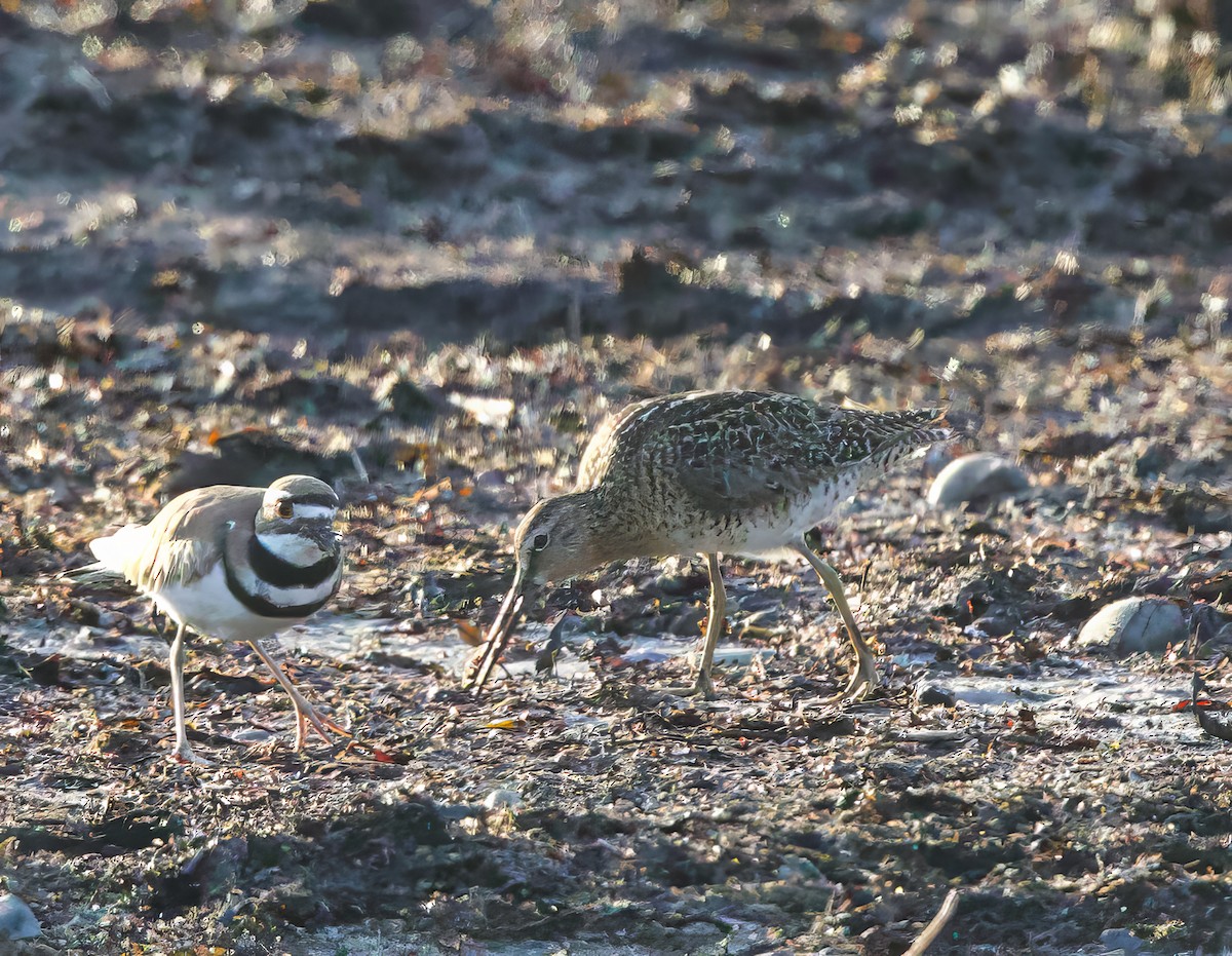 Short-billed Dowitcher - Michel Proulx