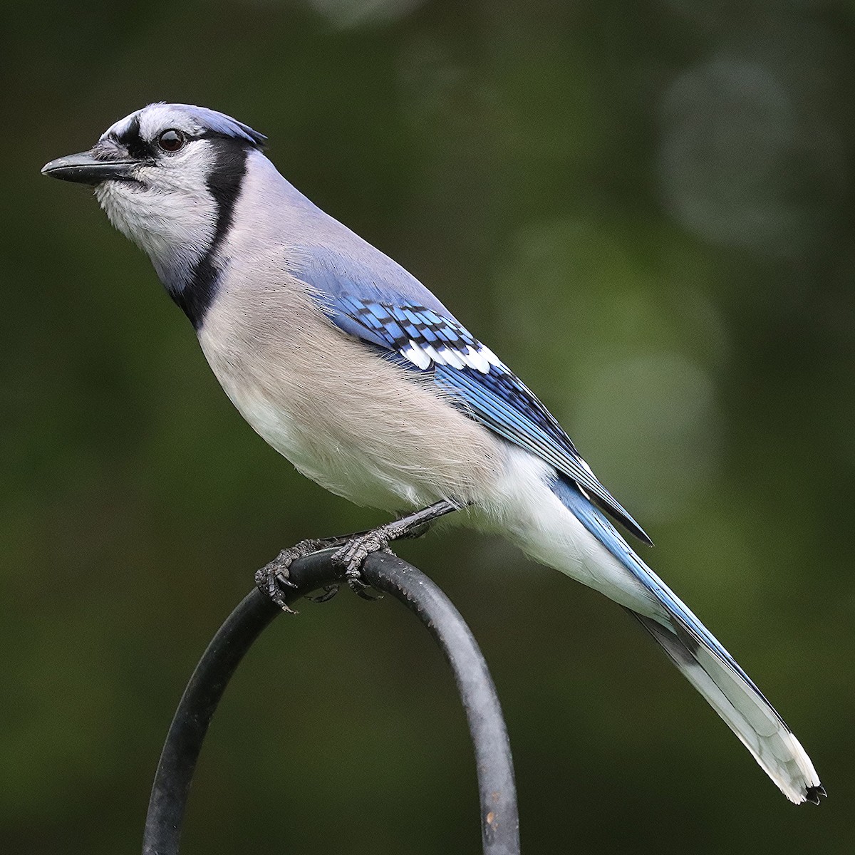 Blue Jay - Ron and Linda (Tozer) Johnston