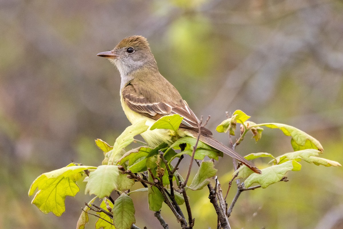 Great Crested Flycatcher - Chris Scott