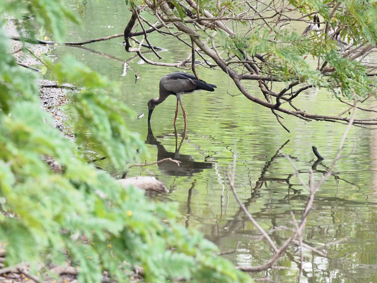 Asian Openbill - 芳色 林