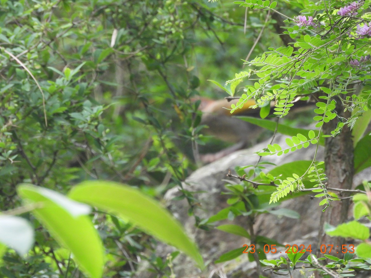 Chestnut-crowned Laughingthrush - ML619652029