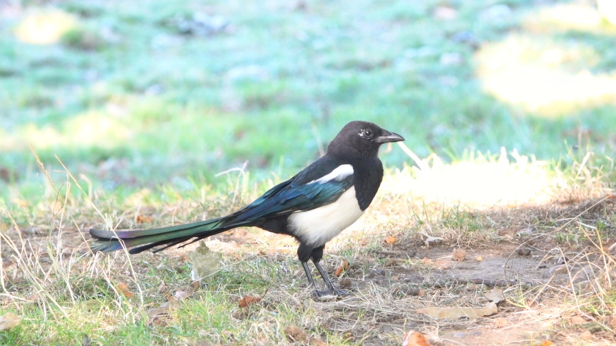 Eurasian Magpie - 志民 蘇