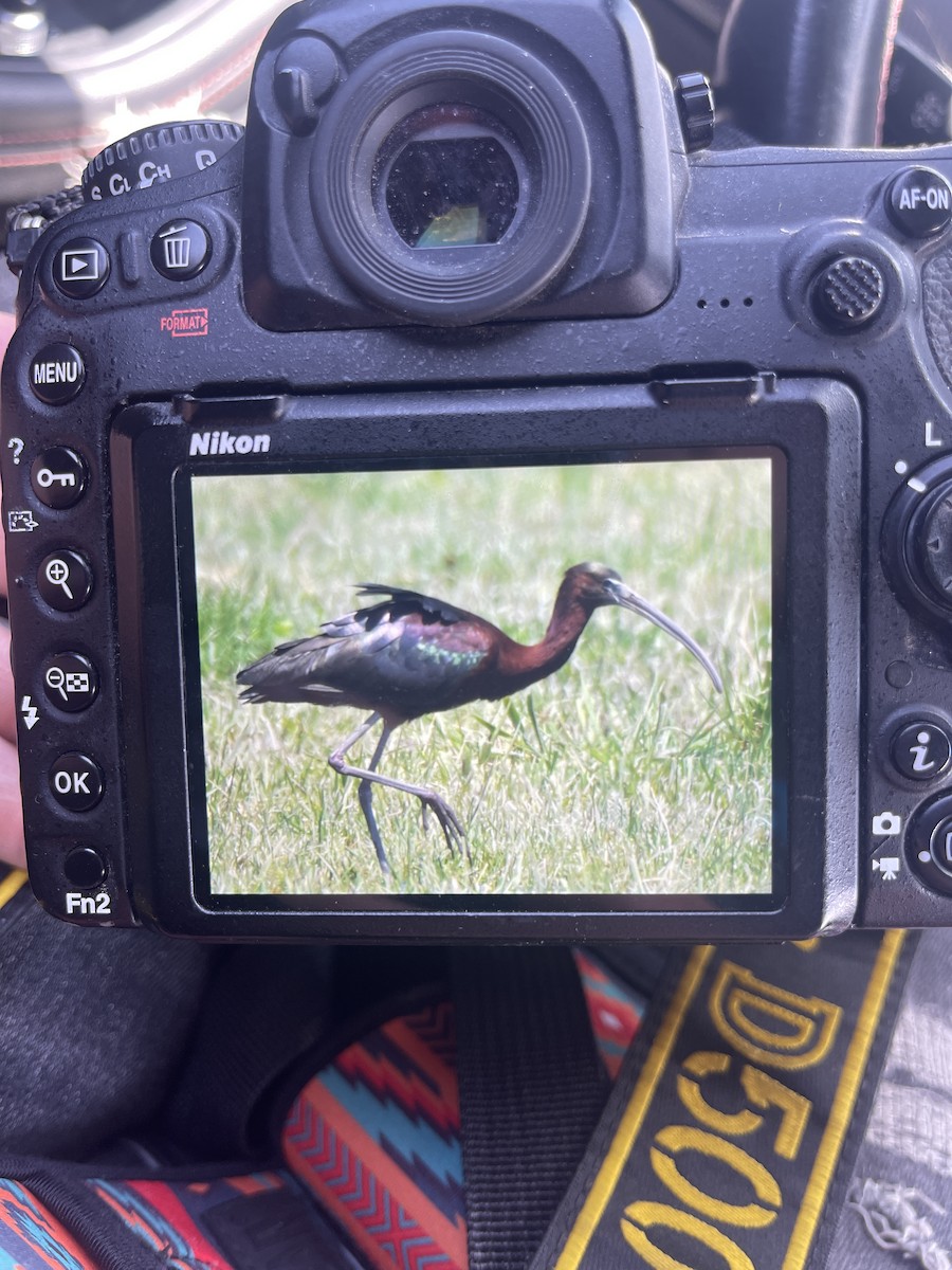 Glossy Ibis - McKay Olson