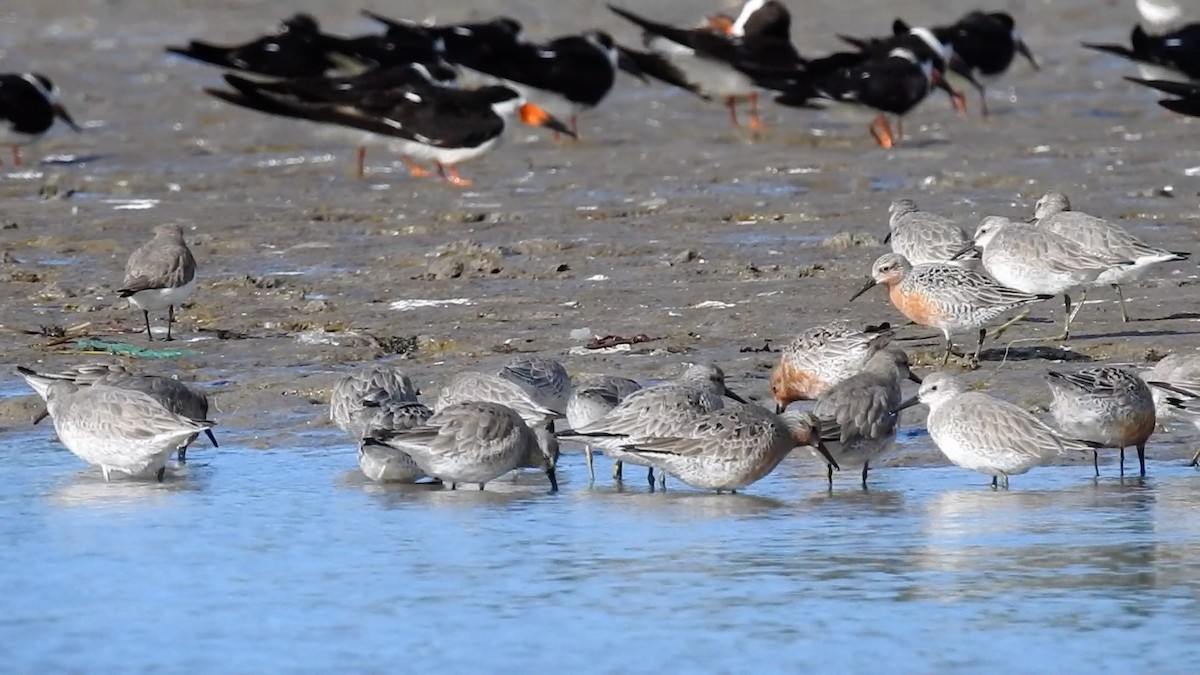 Red Knot - ML619652046