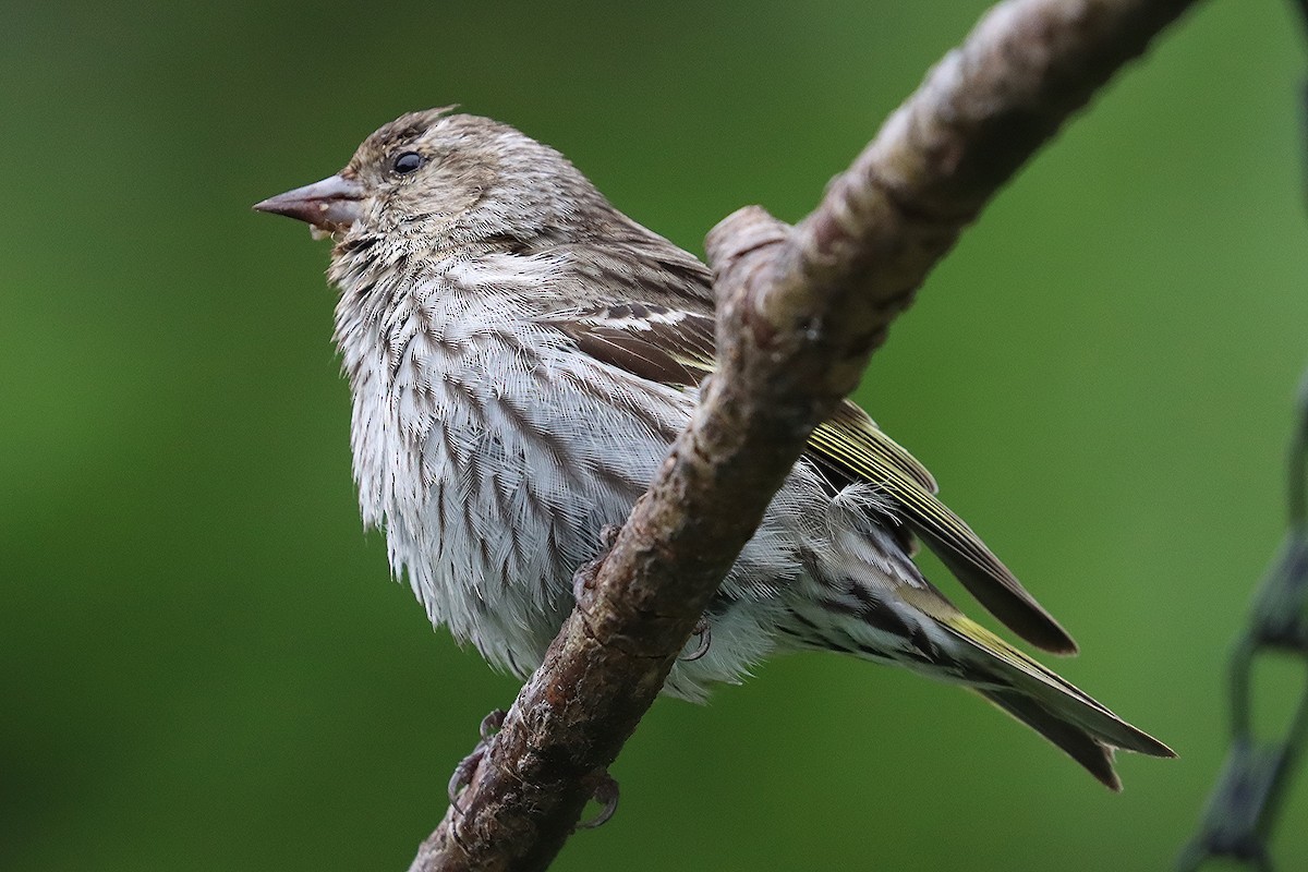 Pine Siskin - ML619652054