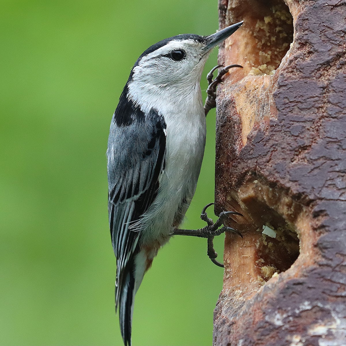 White-breasted Nuthatch - ML619652059