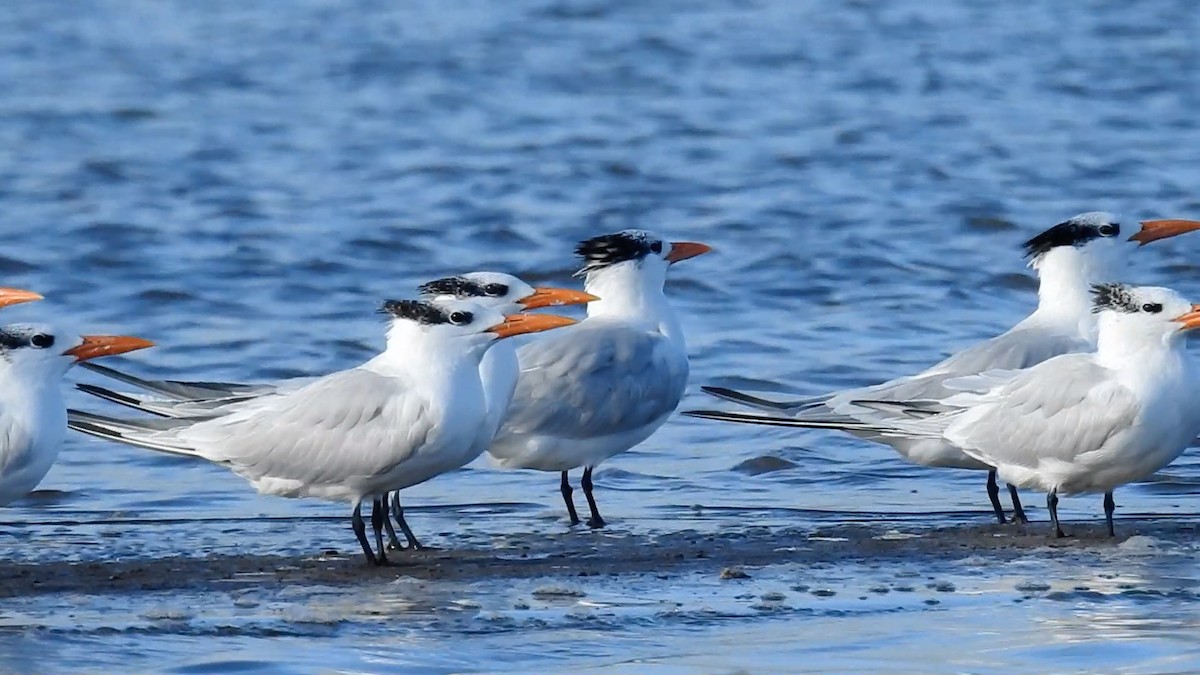 Royal Tern - ML619652072