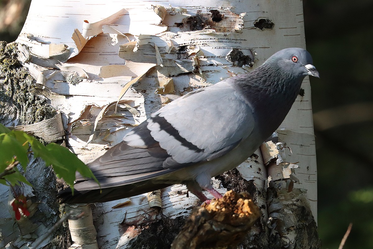 Pigeon biset (forme domestique) - ML619652075
