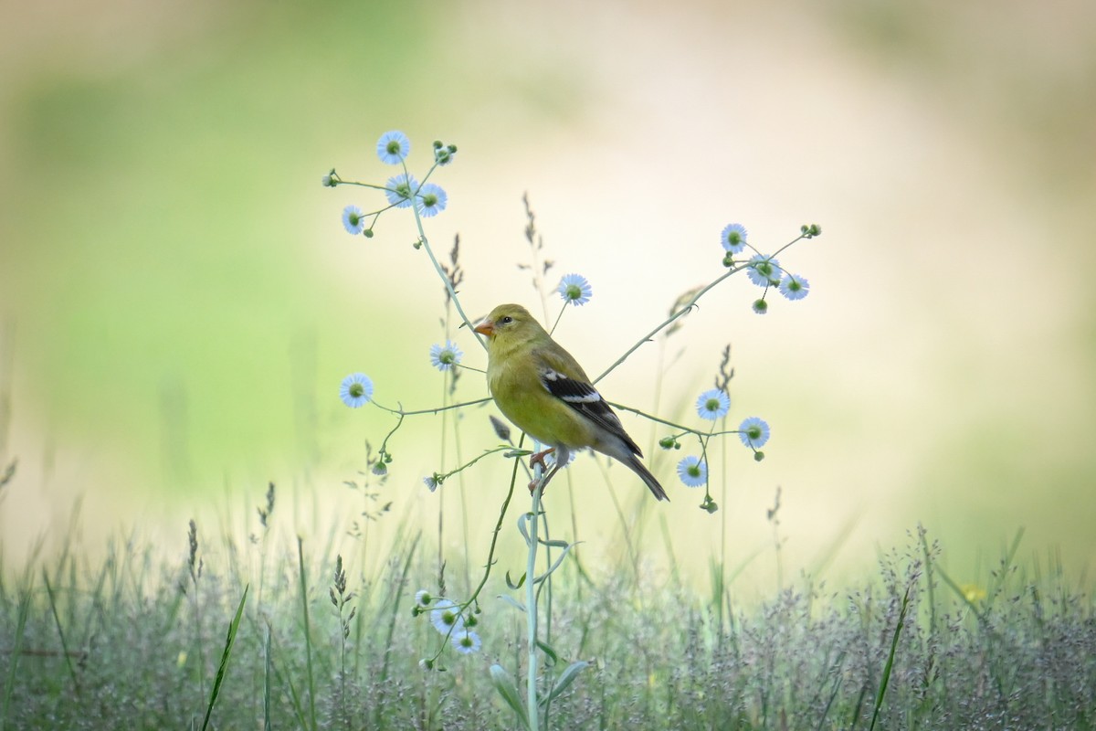 American Goldfinch - Rebecca Morgan