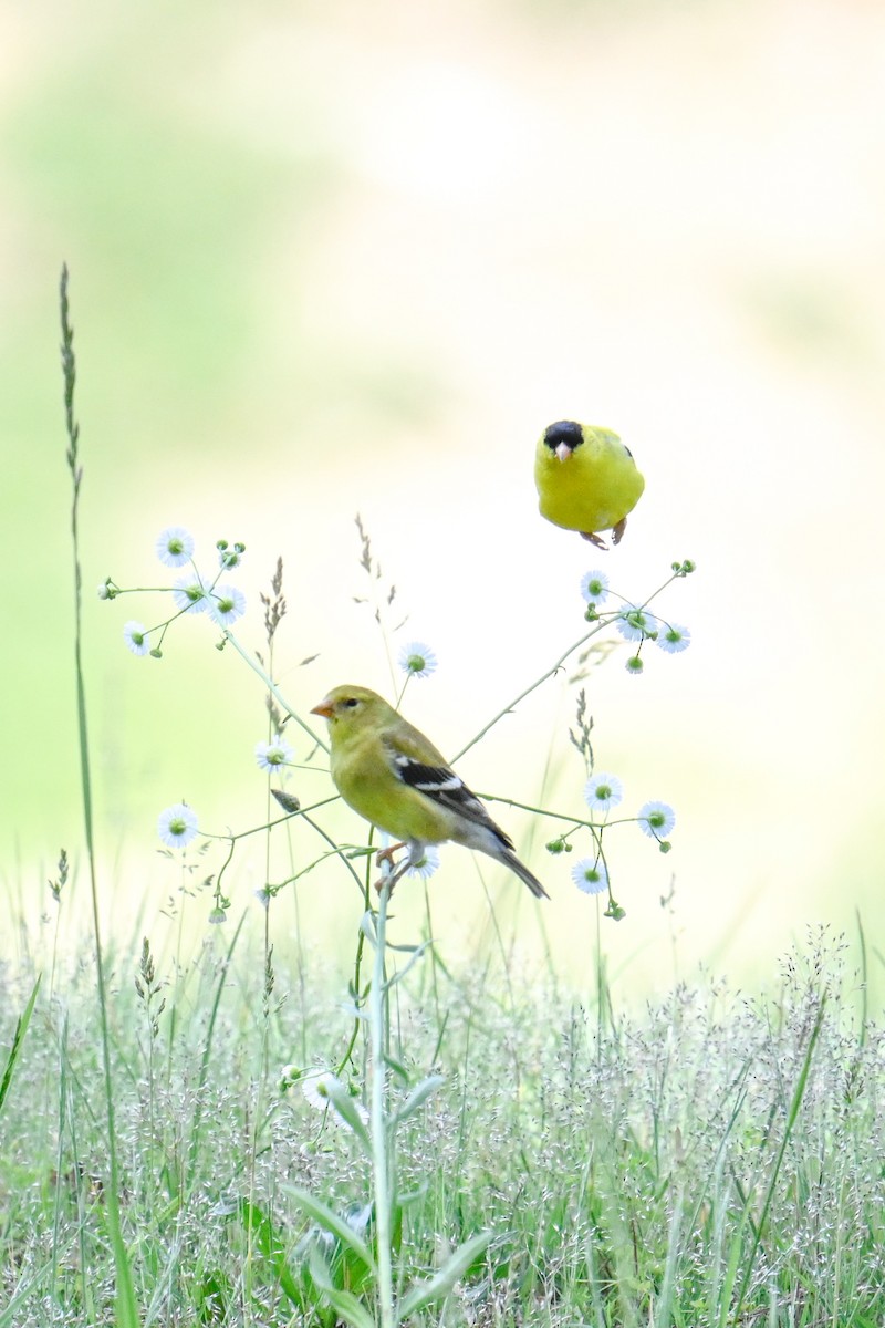 American Goldfinch - Rebecca Morgan