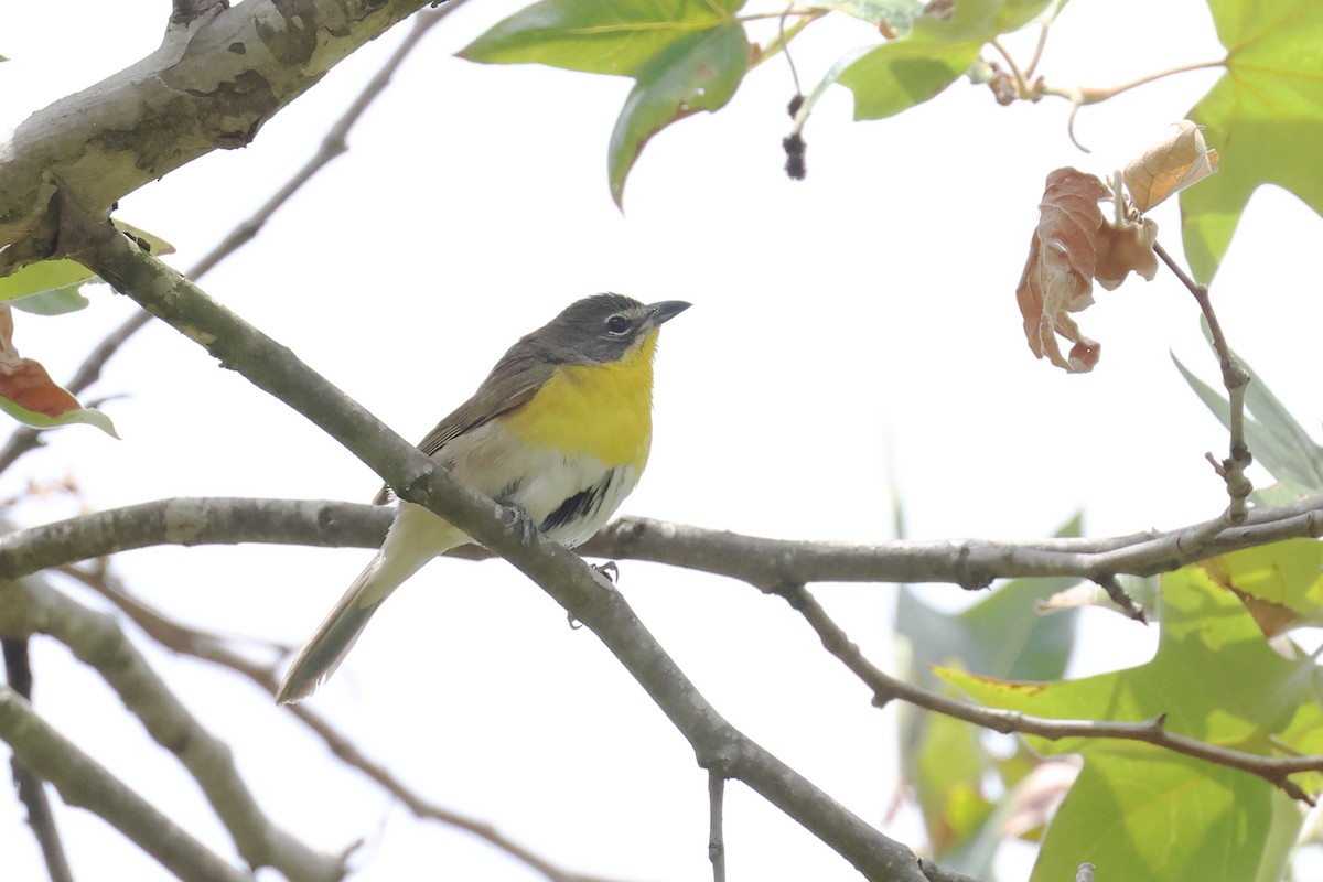 Yellow-breasted Chat - Tom Fangrow