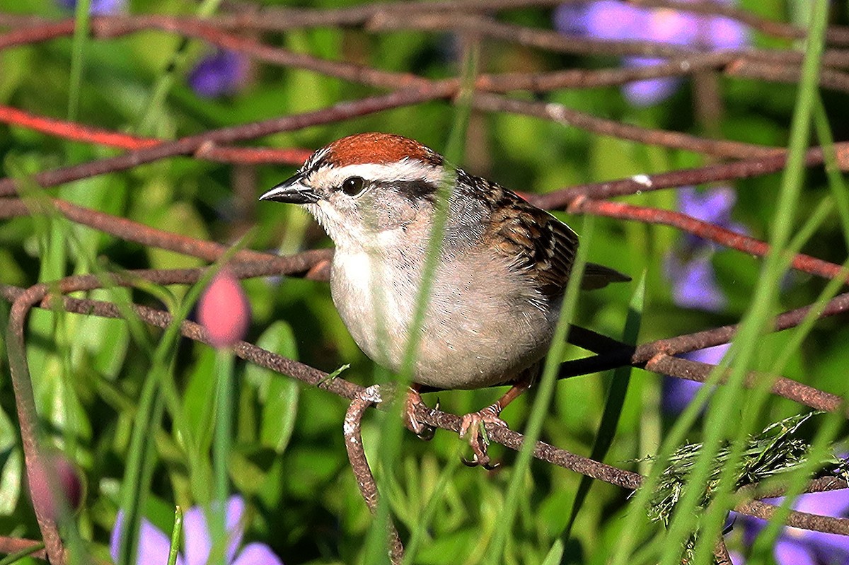 Chipping Sparrow - ML619652082