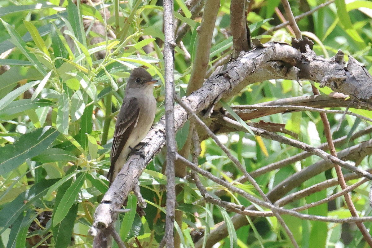 Western Wood-Pewee - Tom Fangrow