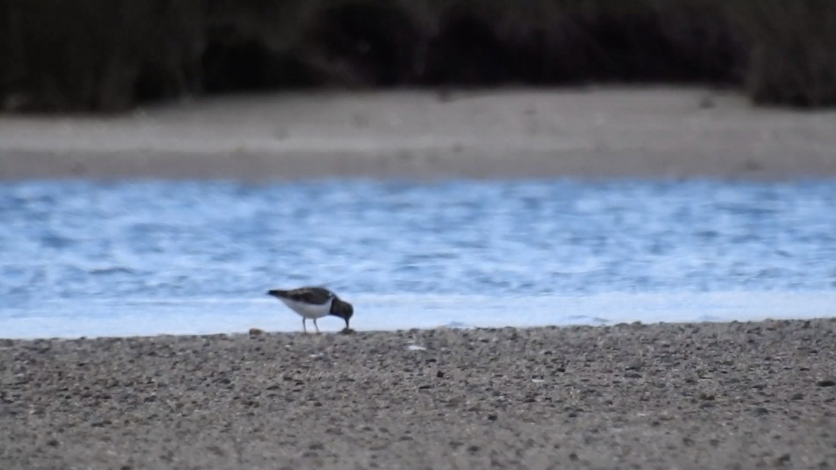 Ruddy Turnstone - ML619652094