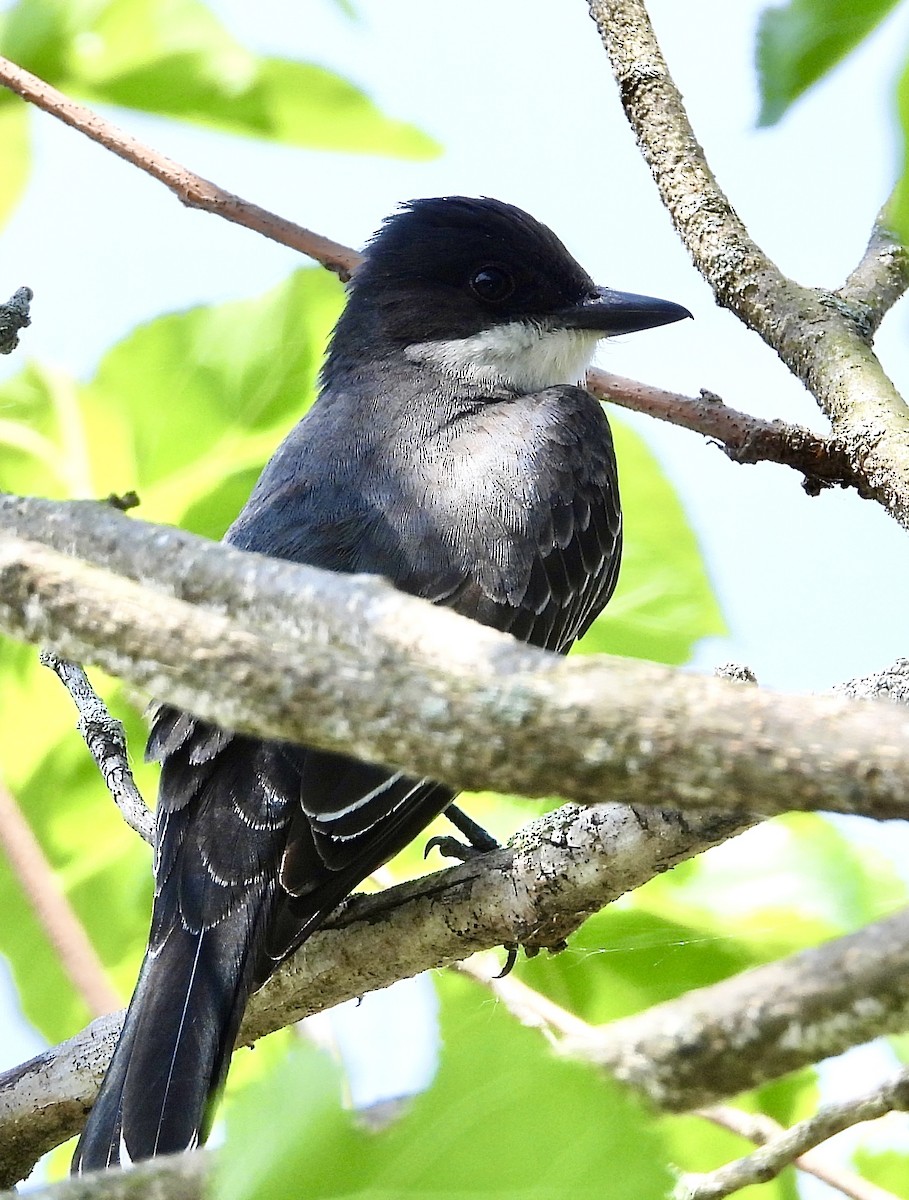 Eastern Kingbird - Stella Miller