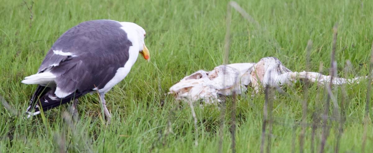 Great Black-backed Gull - Douglas Baird