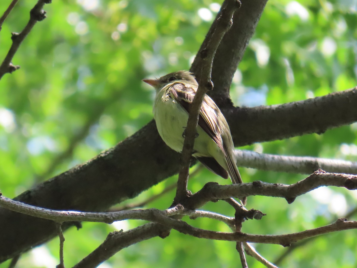 Empidonax sp. - Christopher Tomera