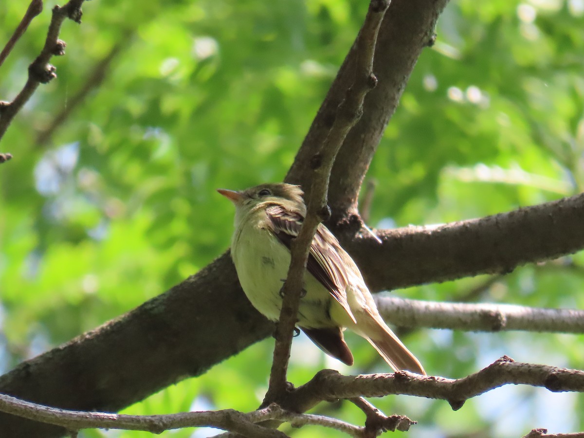 Empidonax sp. - Christopher Tomera