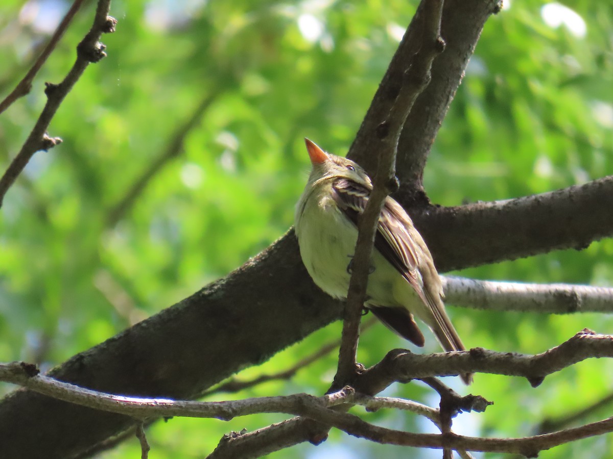 Empidonax sp. - Christopher Tomera