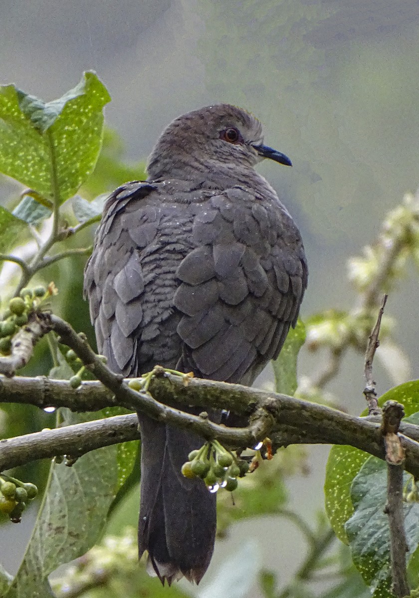 White-tipped Dove - Daniel Pérez Peña