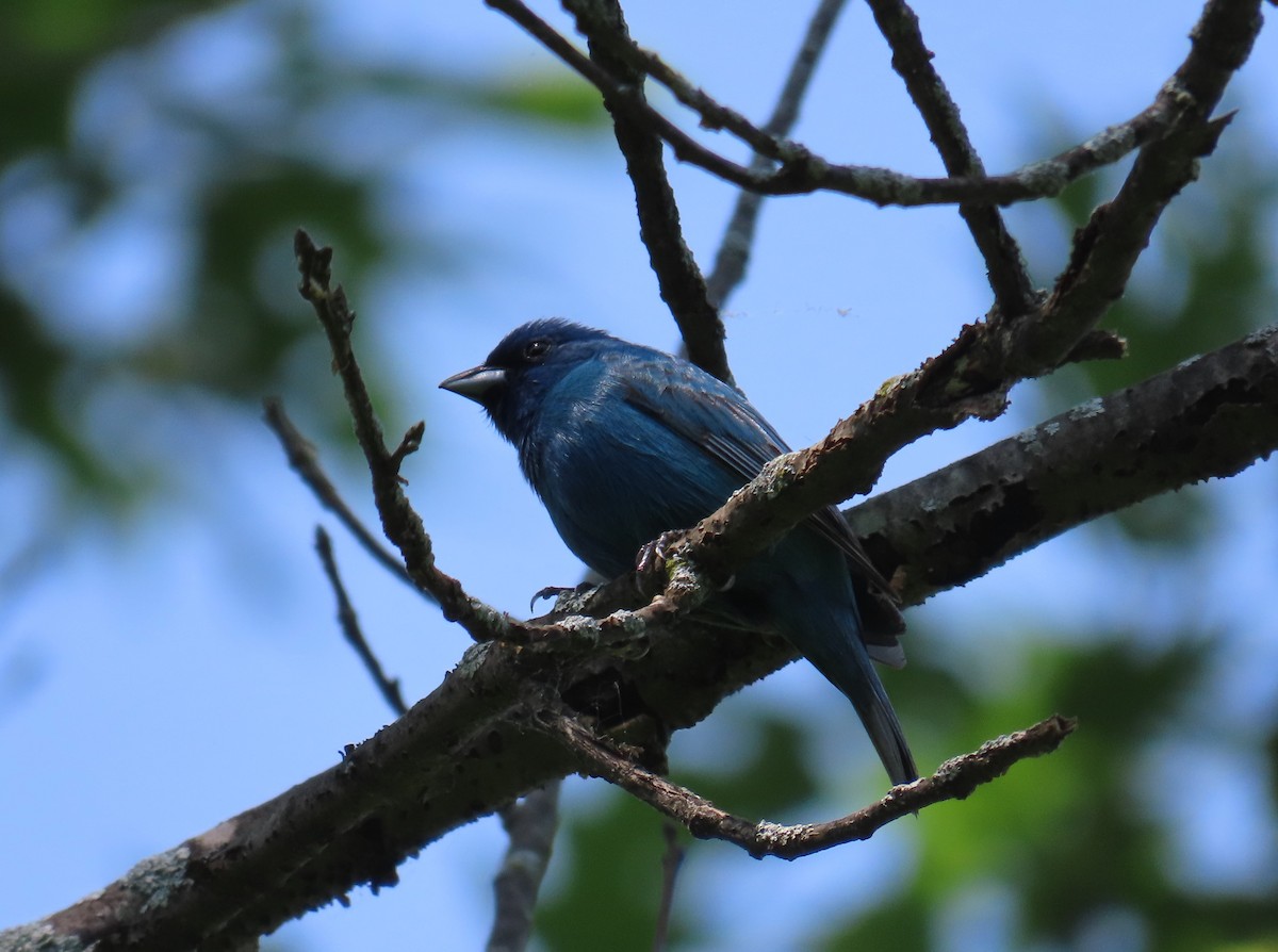 Indigo Bunting - Christopher Tomera