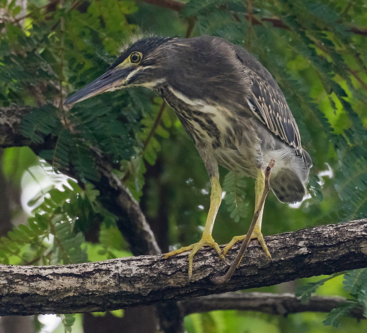 Striated Heron - John le Rond