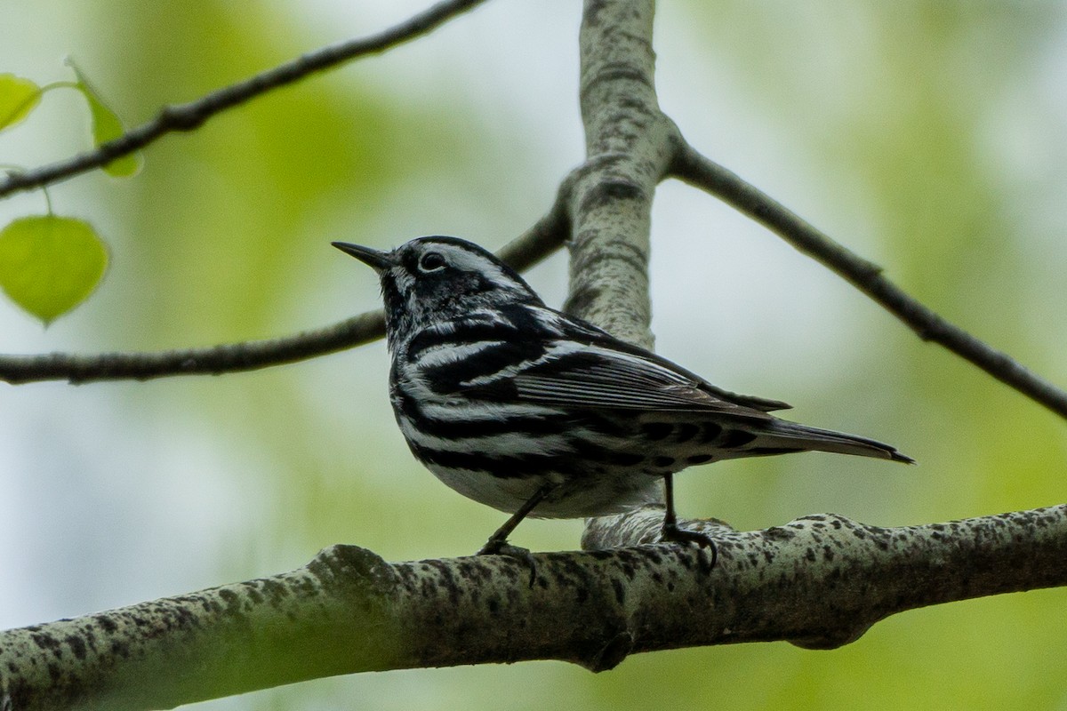 Black-and-white Warbler - Anonymous