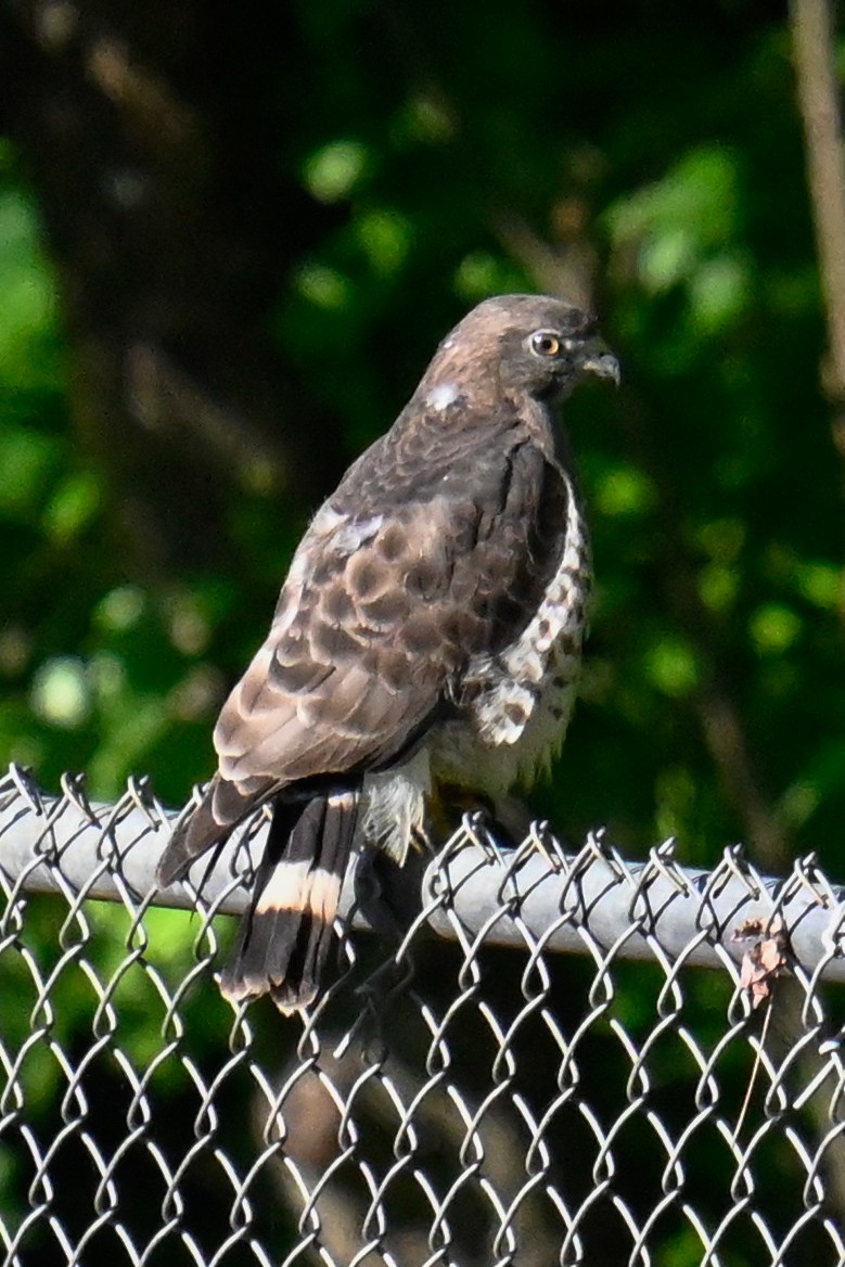 Broad-winged Hawk - Rebecca Morgan