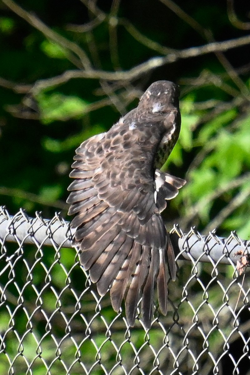 Broad-winged Hawk - Rebecca Morgan