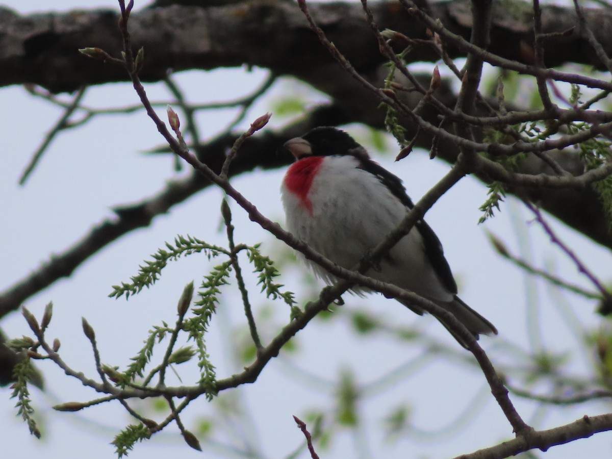 Rose-breasted Grosbeak - Rudolf Koes