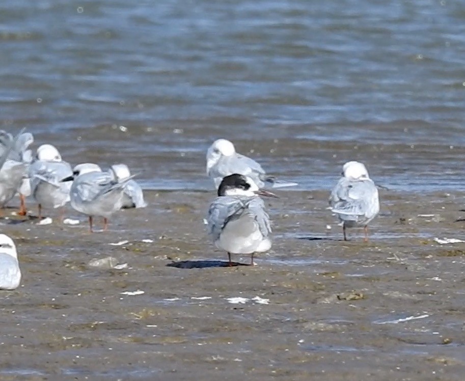 South American Tern - Anonymous