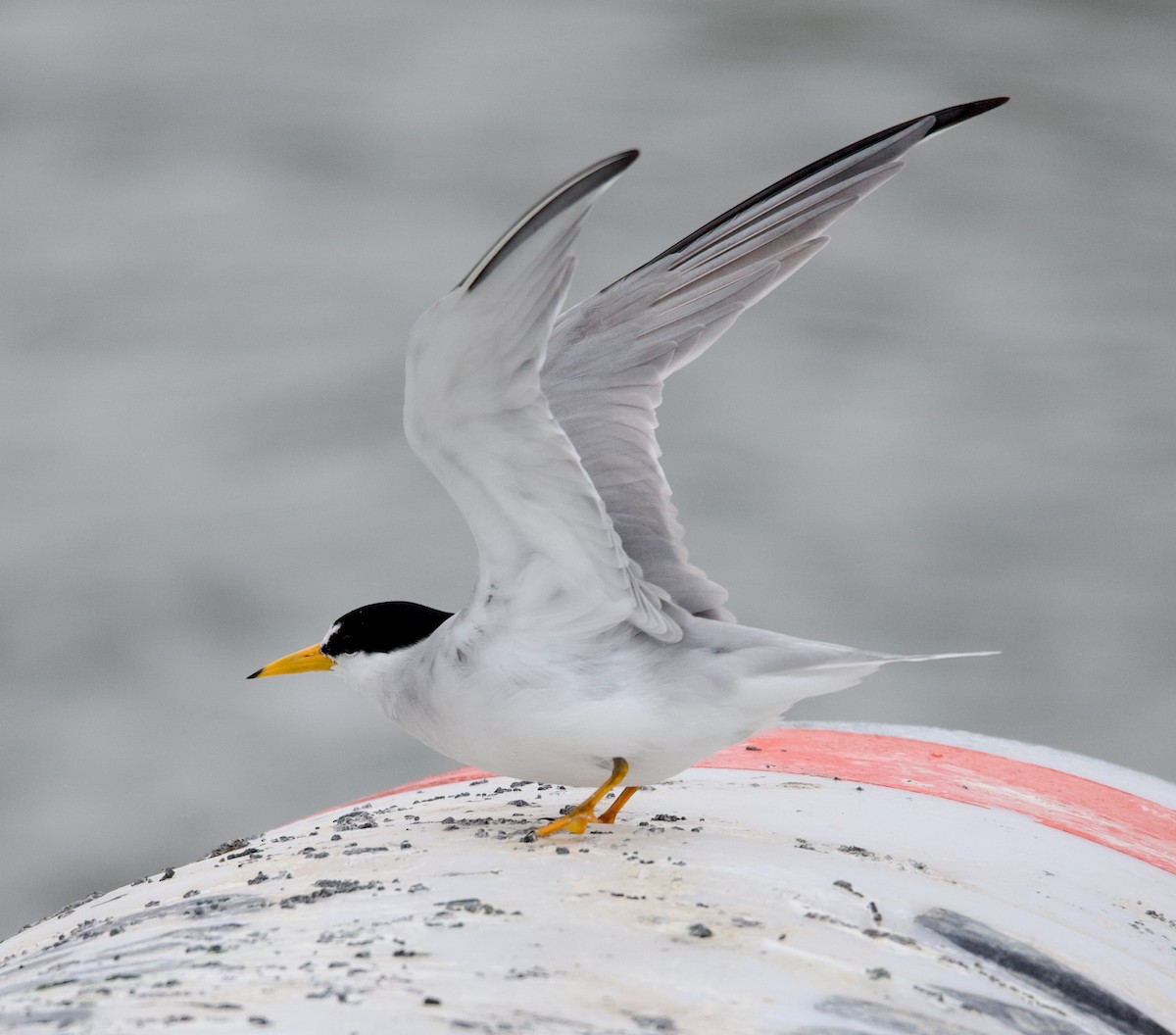 Least Tern - Douglas Baird