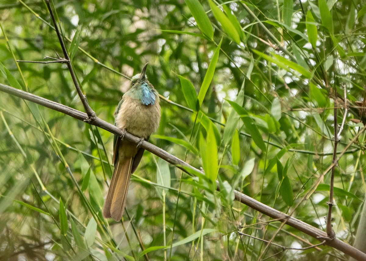 Blue-bearded Bee-eater - Garima Bhatia